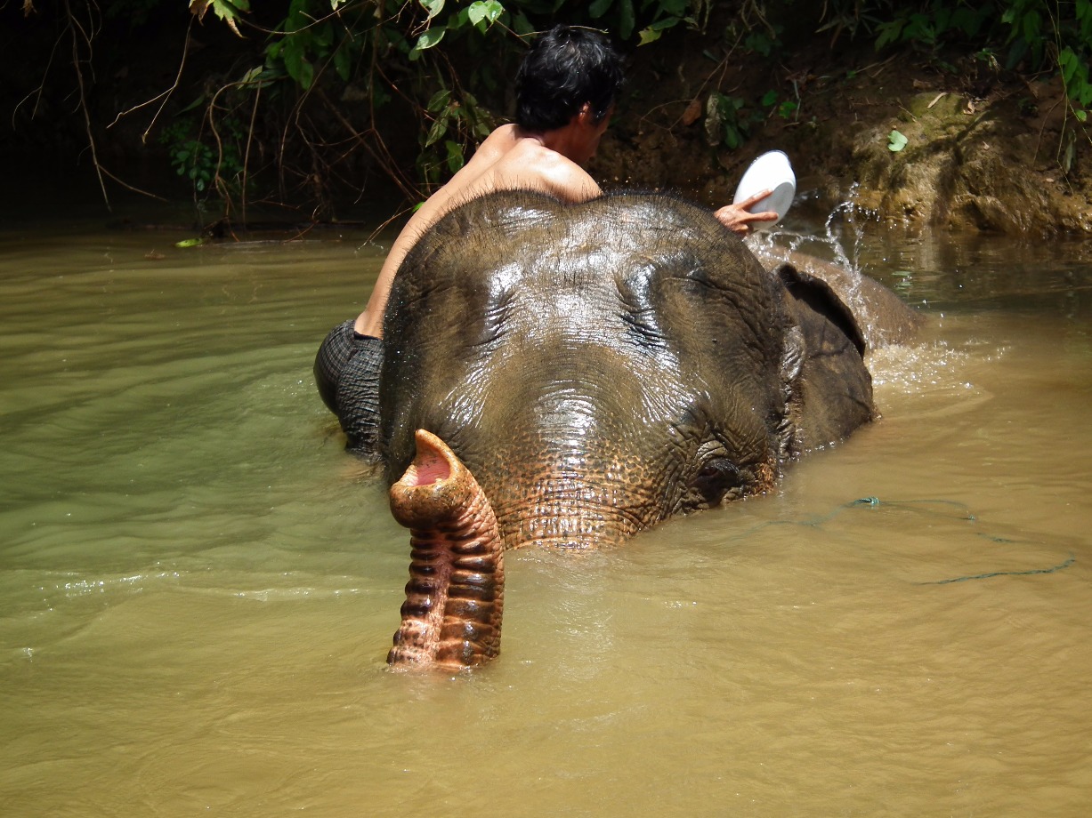 Bathing Elephants