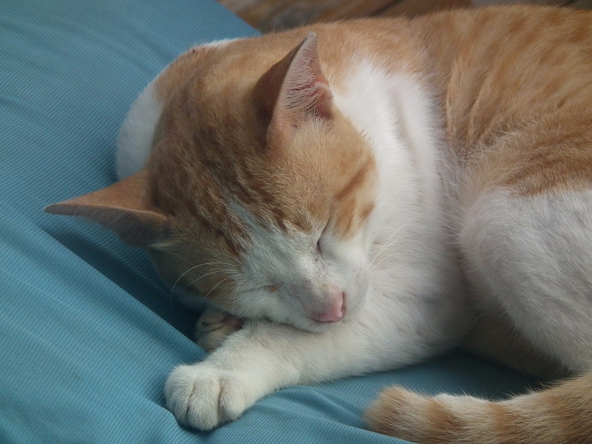 Sleeping Cat