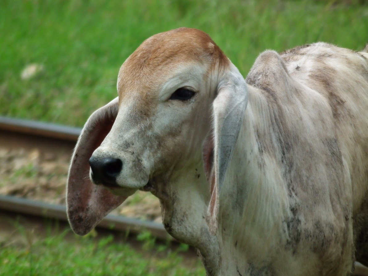 Long Eared Cow