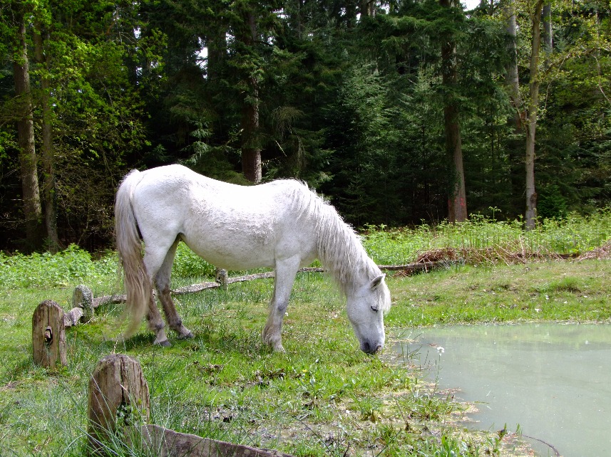 Pony Drinking