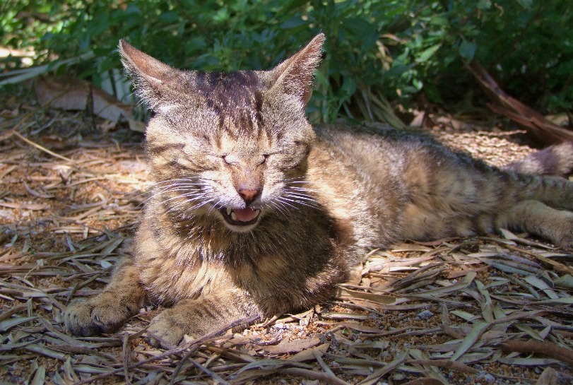 Yawning Cat