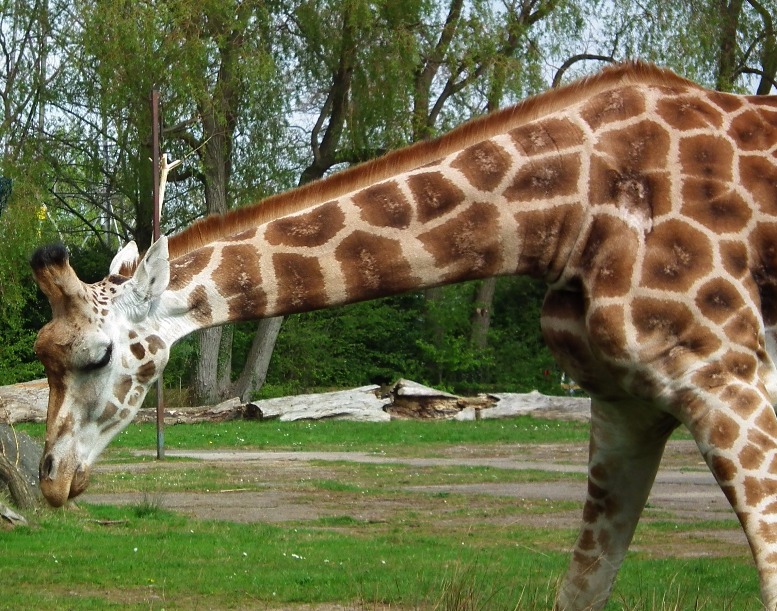 Feeding Giraffe