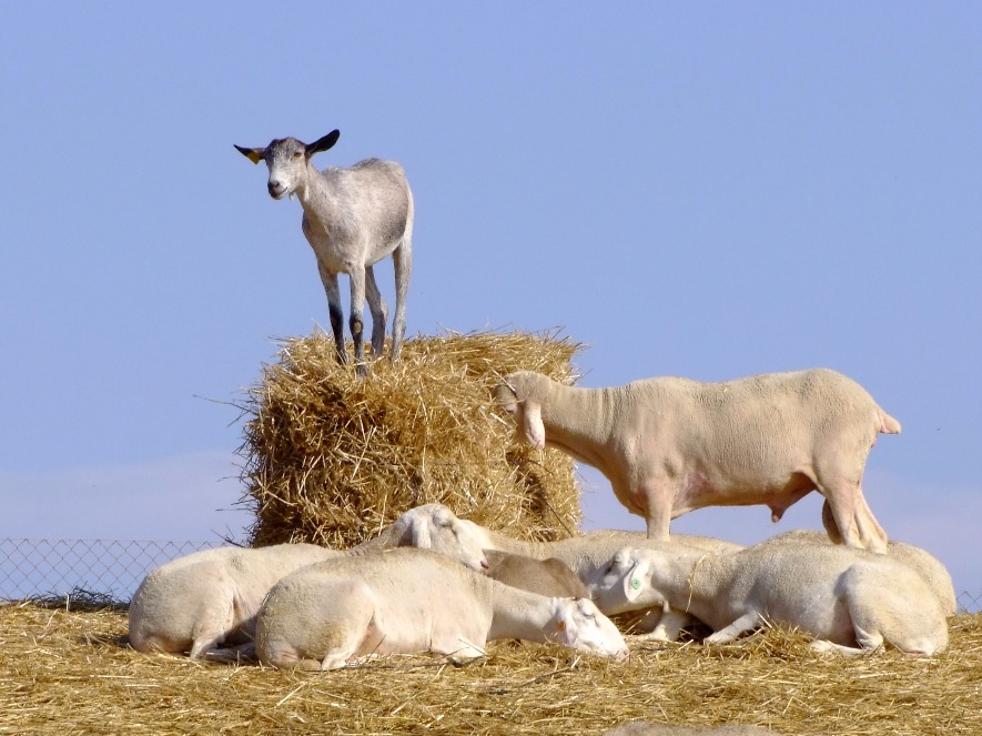 Top Of The Haystack