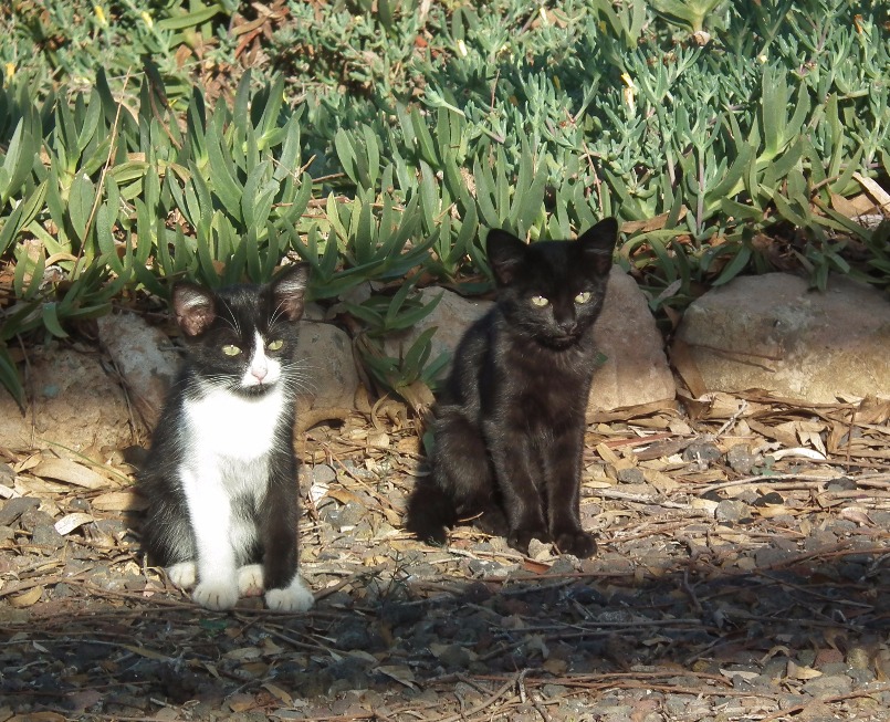 Cutest Kittens