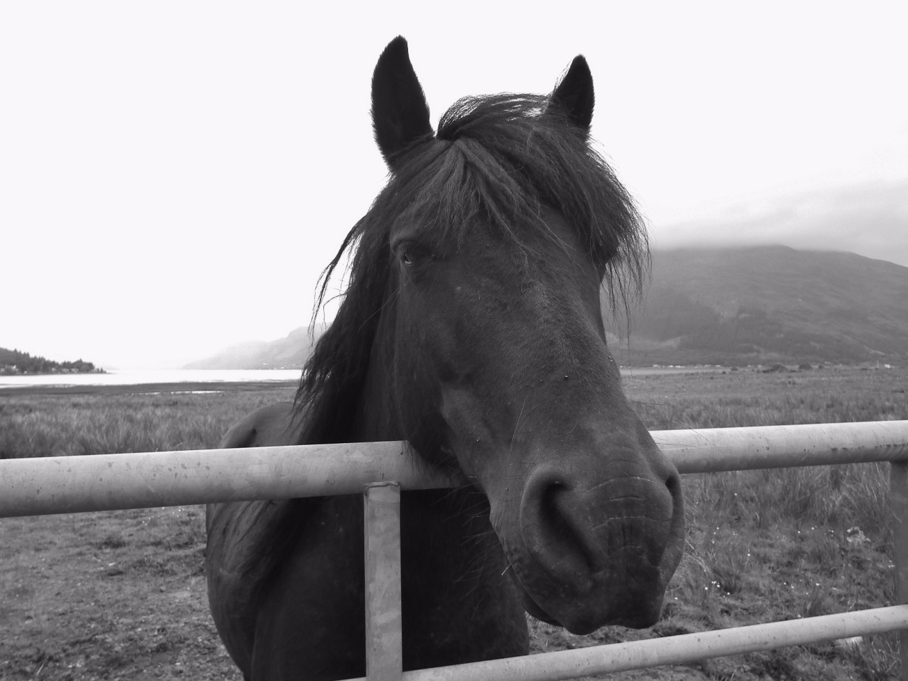 Communicating Horse