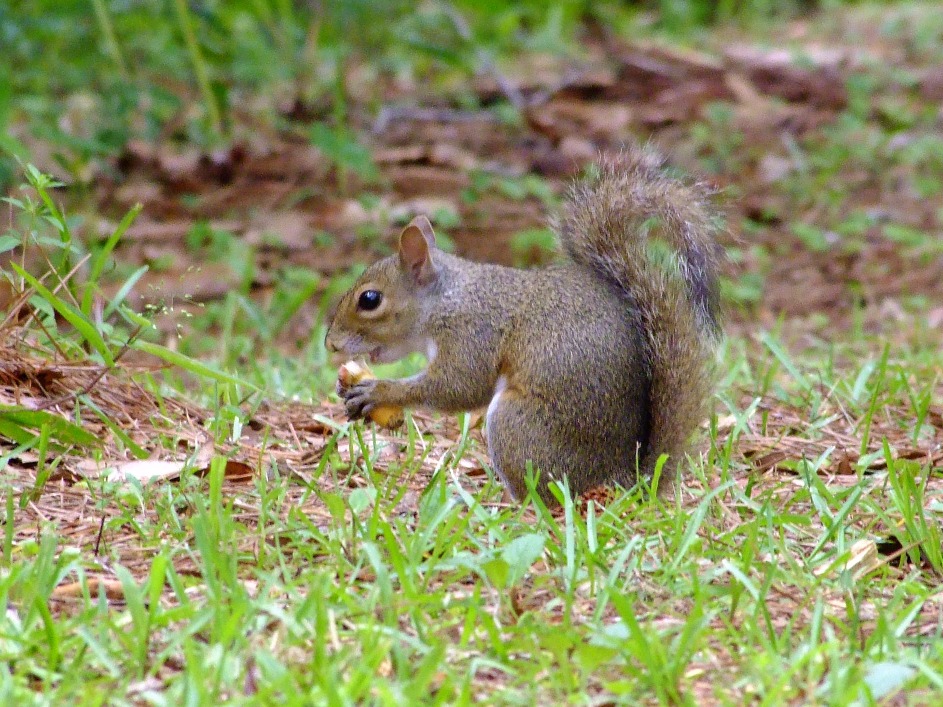 Squirrel Feeding