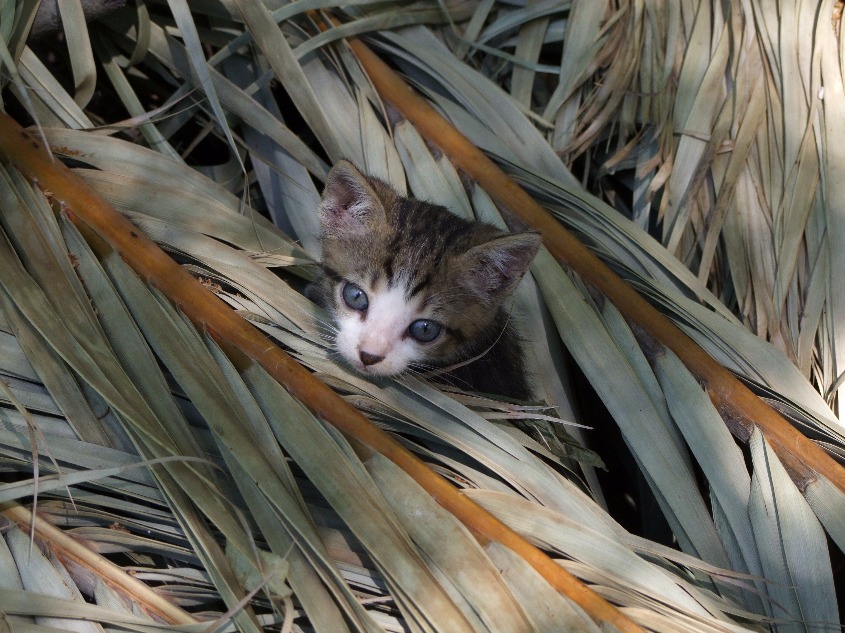 Cute As A Kitten