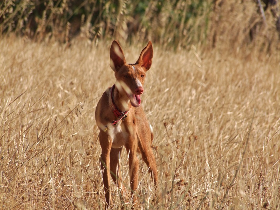 Hunting Dog