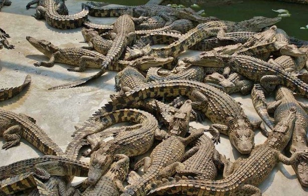 Crocodiles
