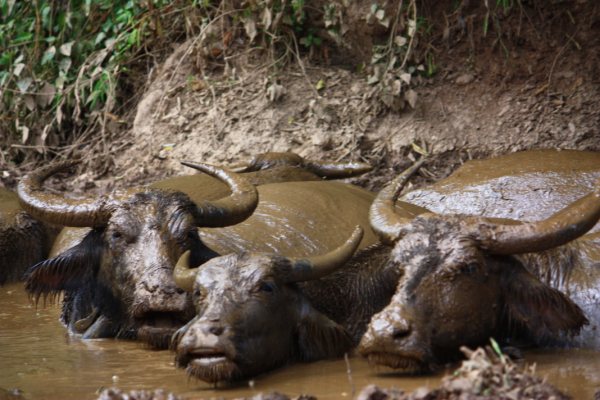 Mud Bath Fun