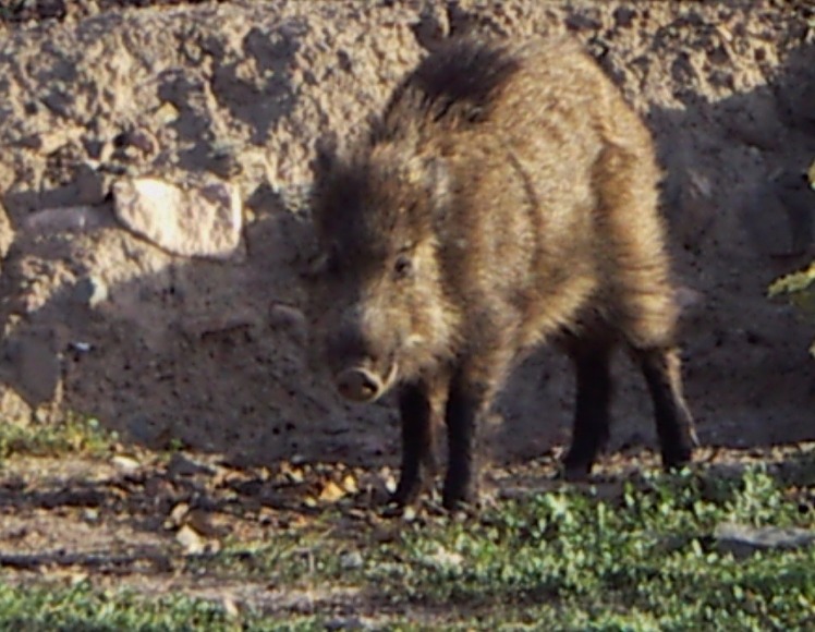Wild Boar