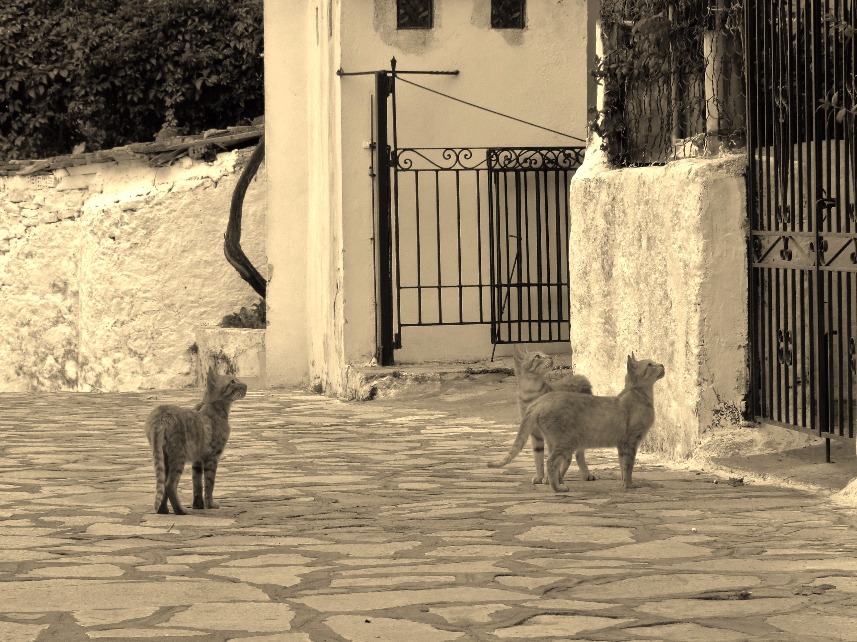 Aegean cats