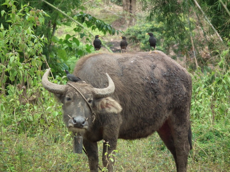 Asian Water Buffalo