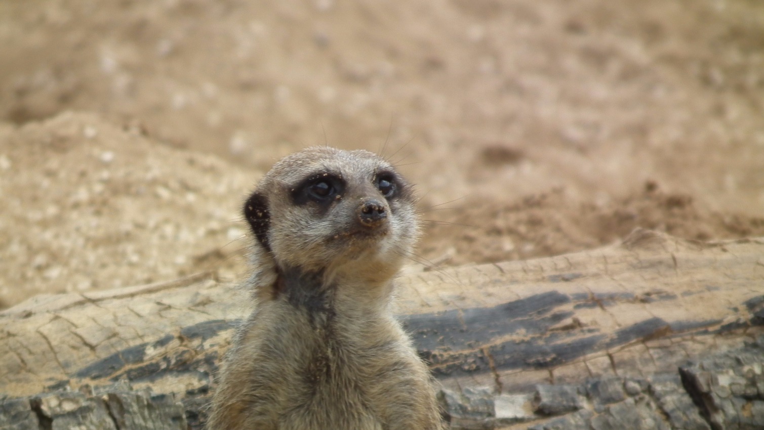 Meerkat