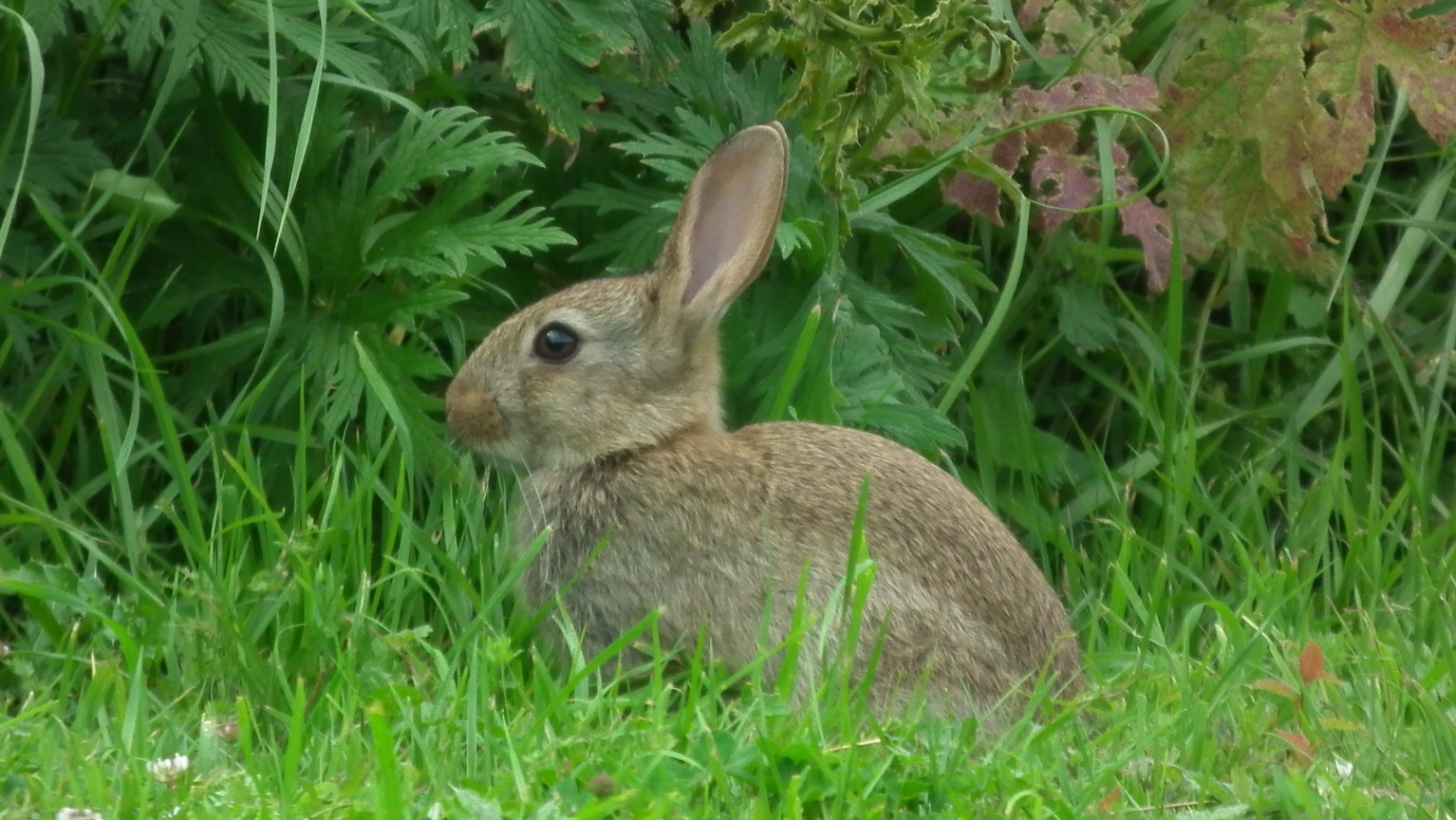 Young Rabbit