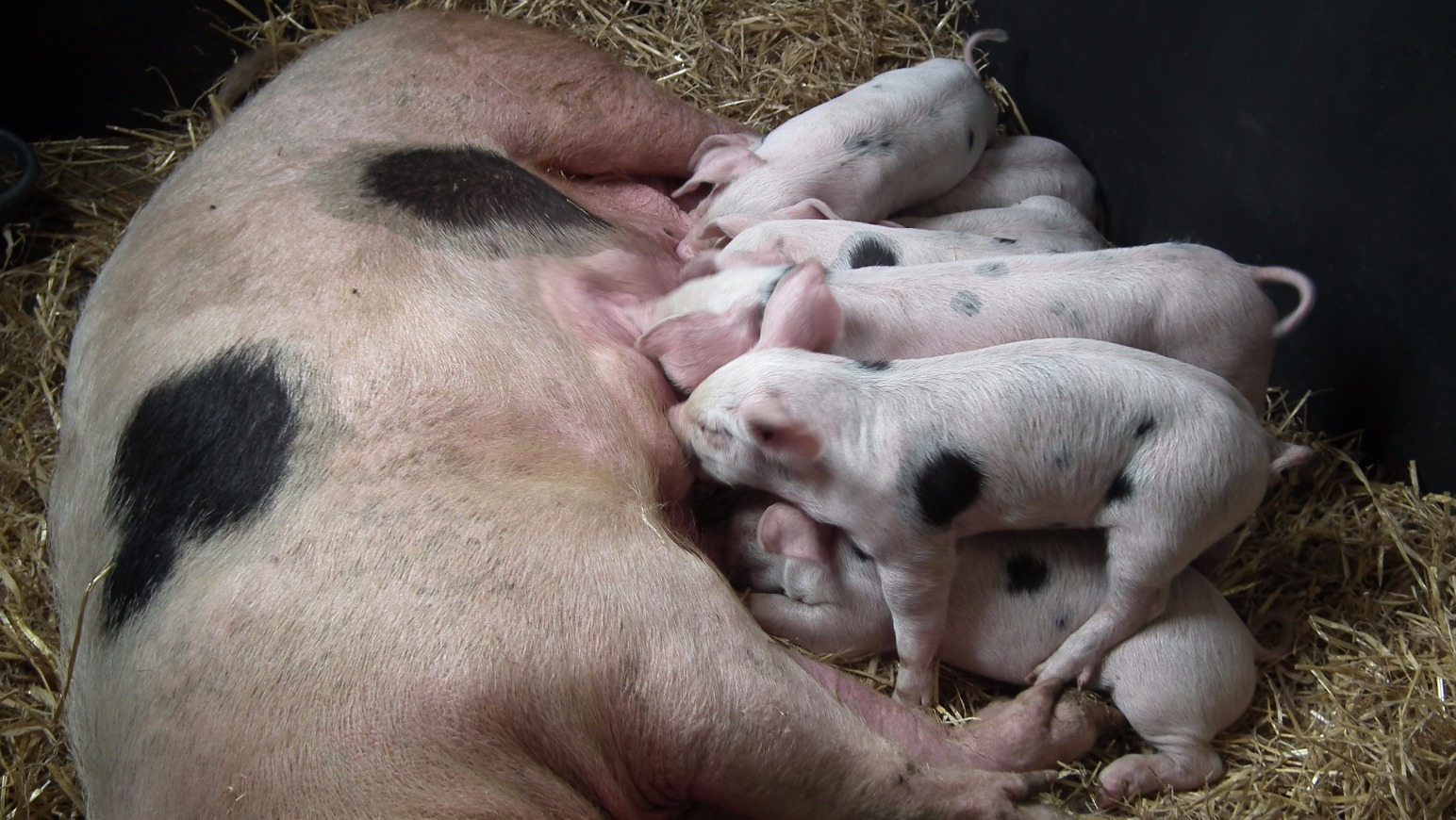 Piglets