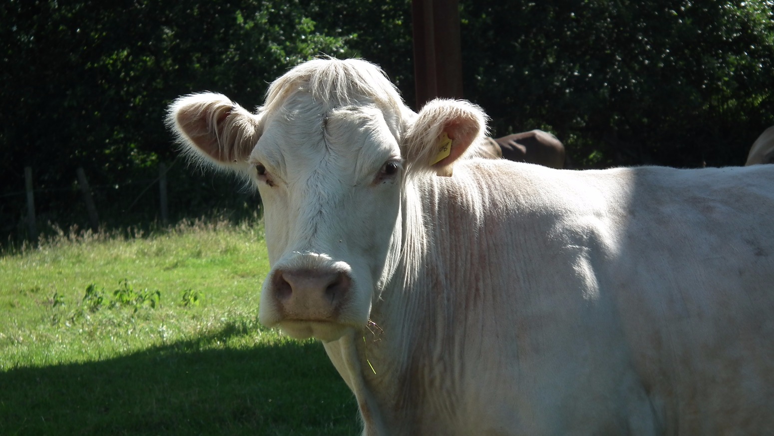 Cow