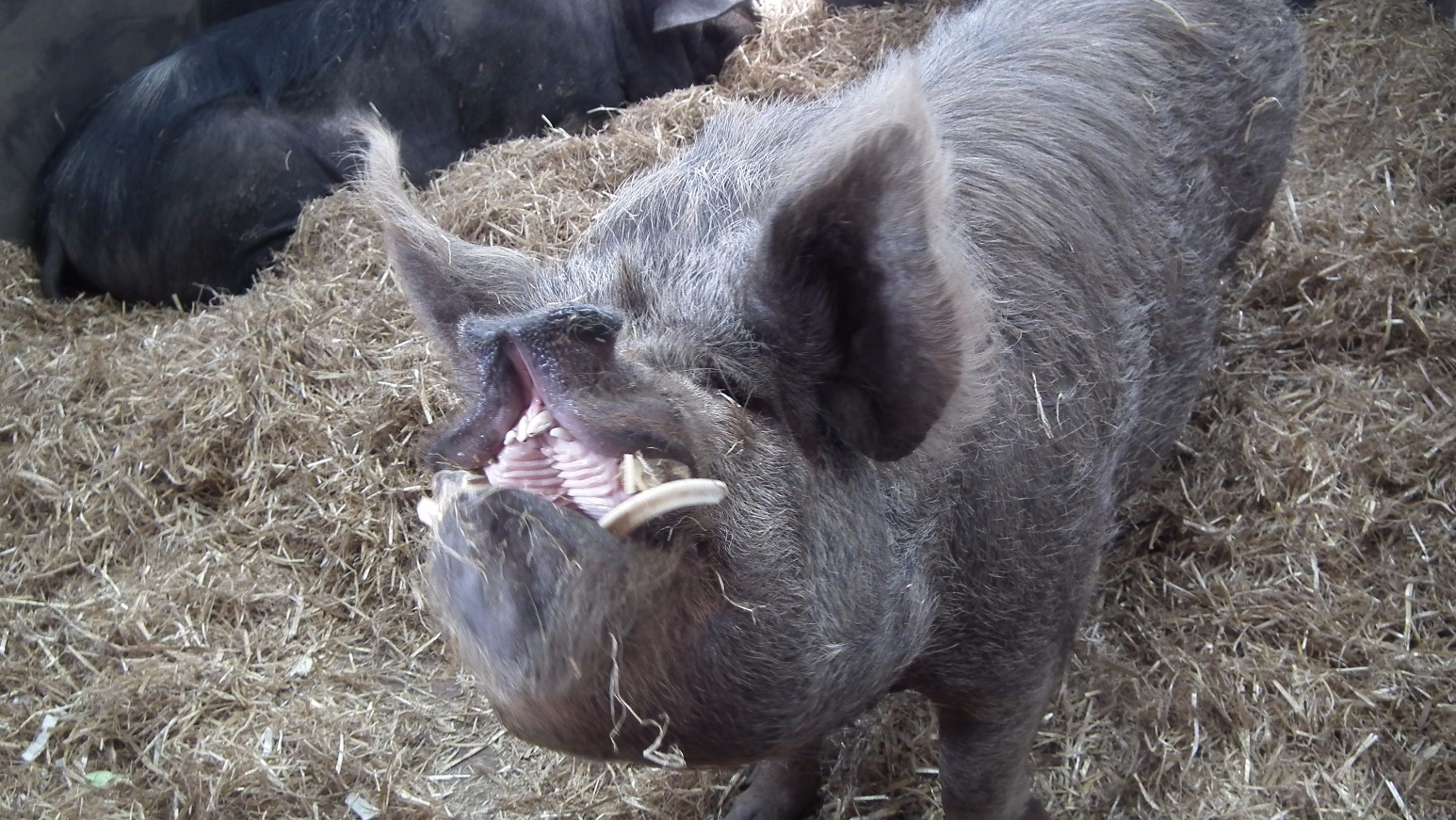 Wild Boar