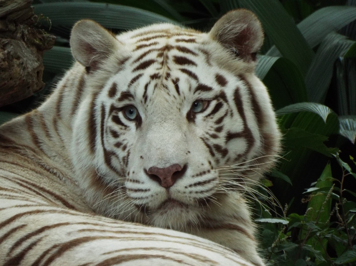 White Tiger