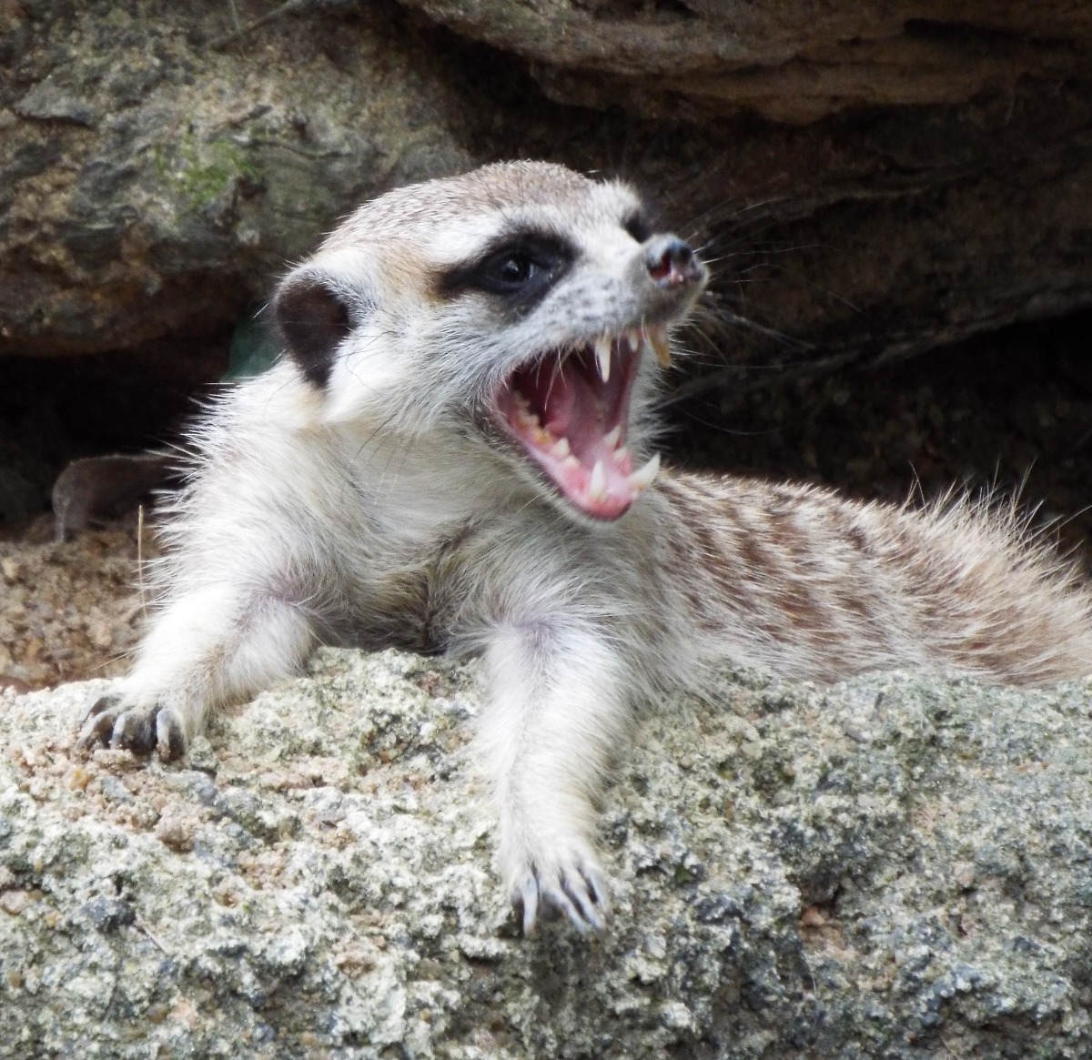Meerkats Warning