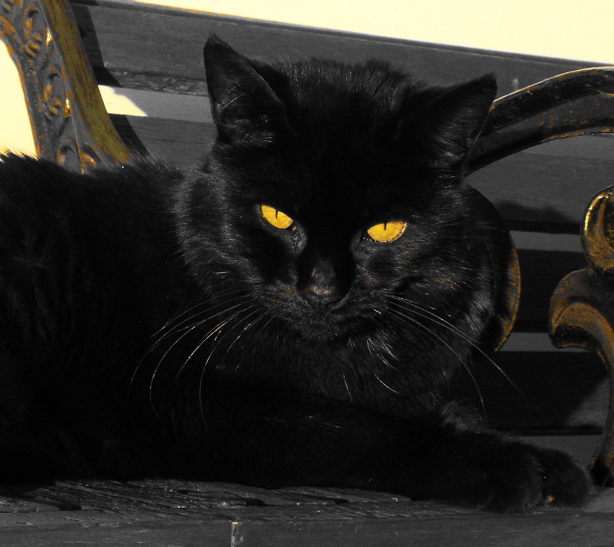 Black Cat
