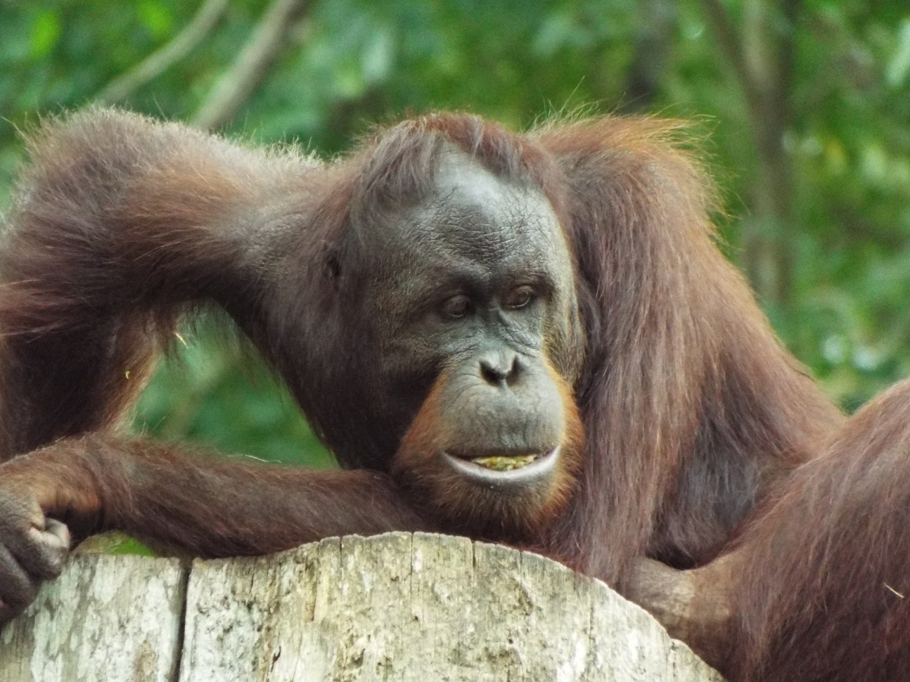 Orangutan