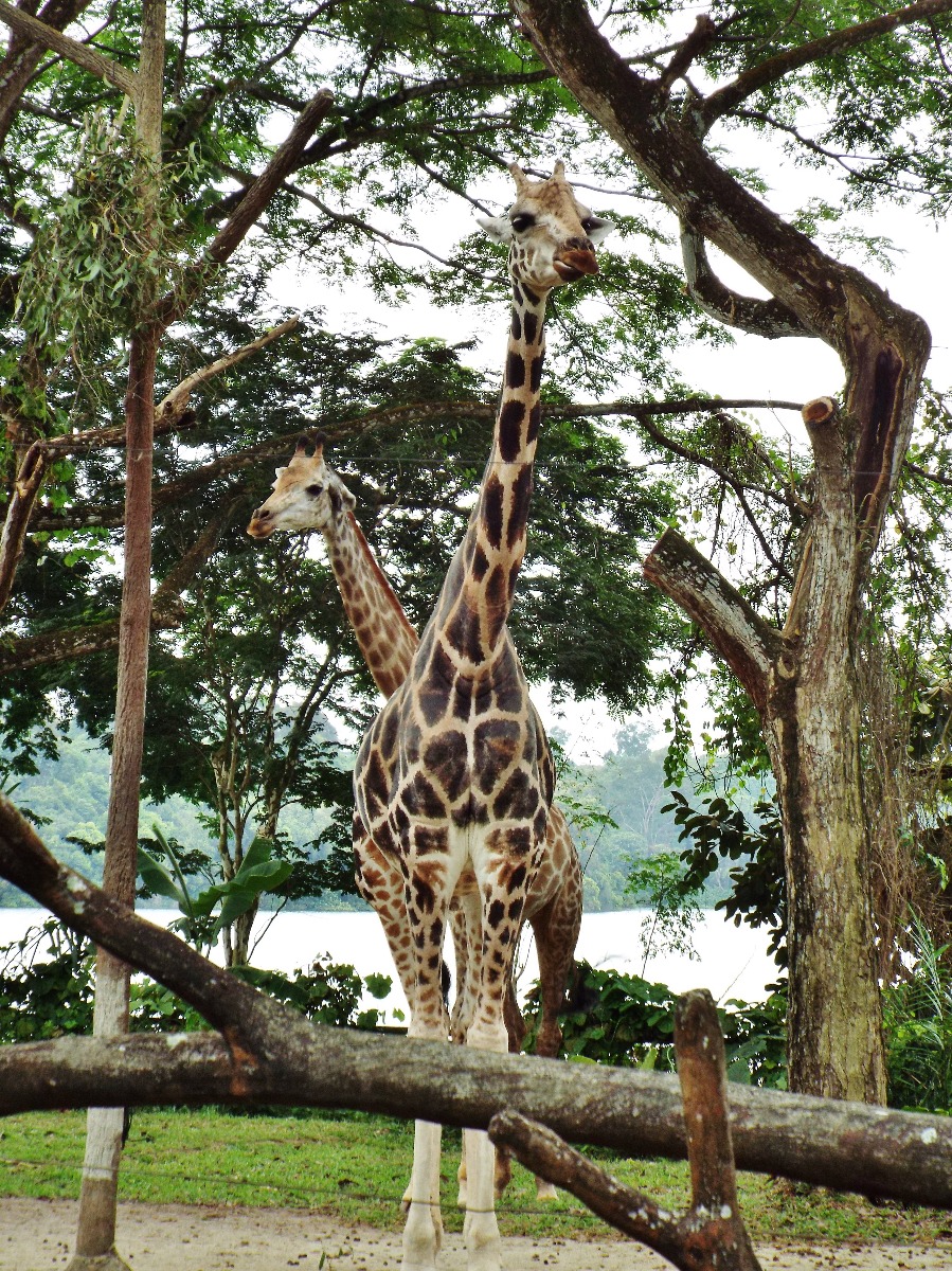 Two Headed Giraffe
