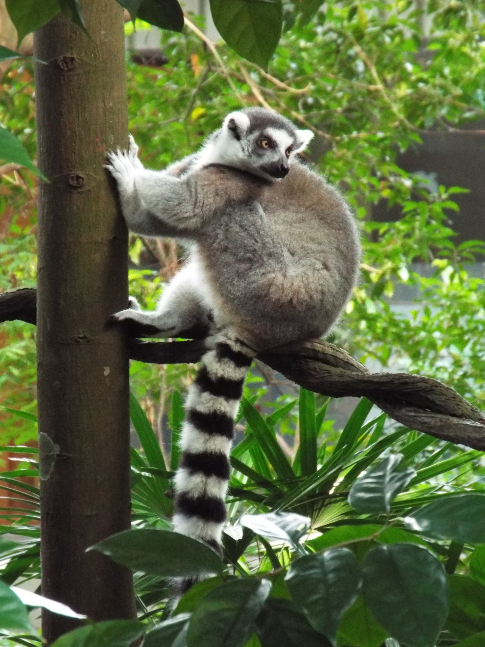 Lemur