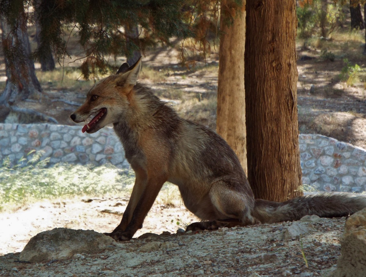 Fox in the forest