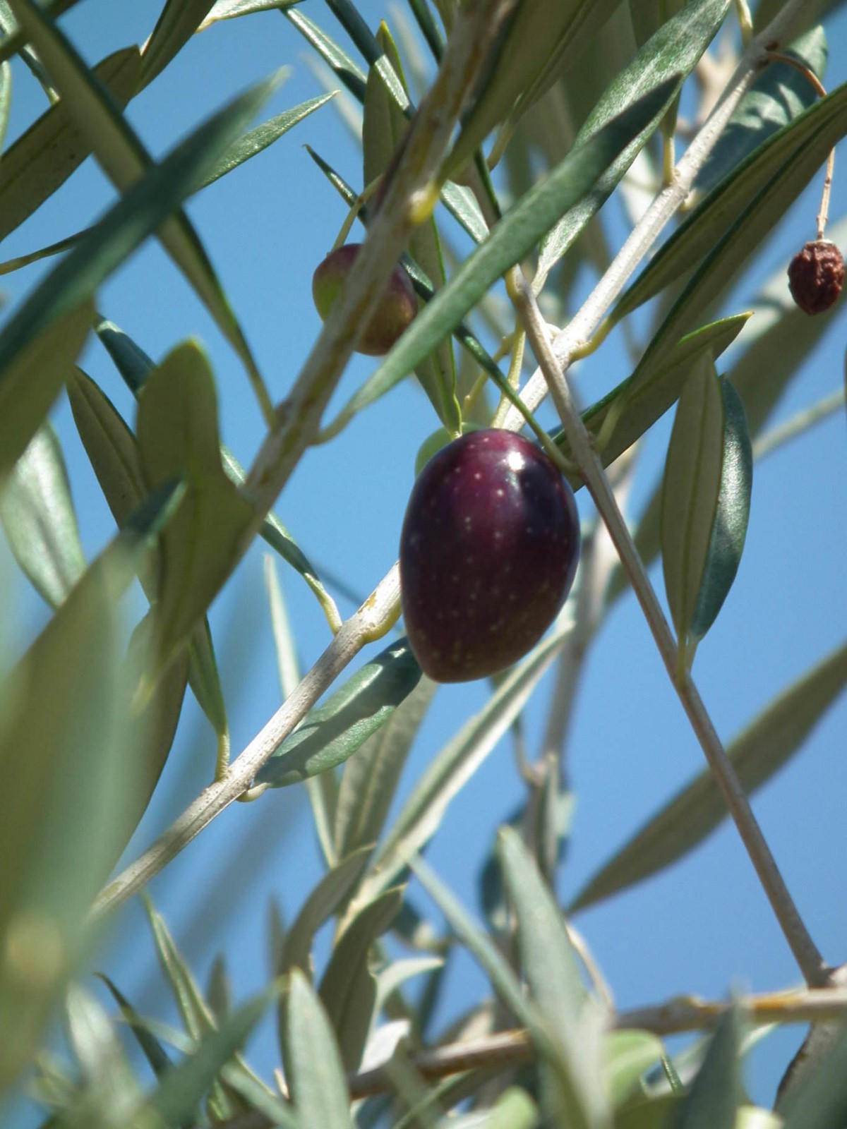 Black Olive