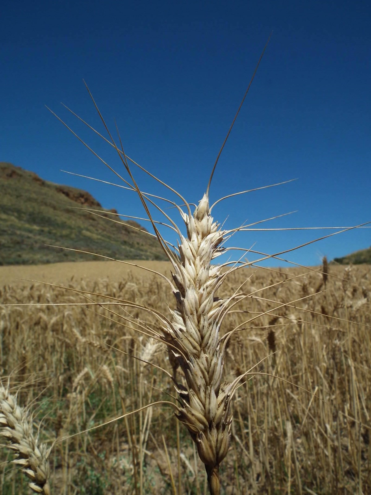 Wheat