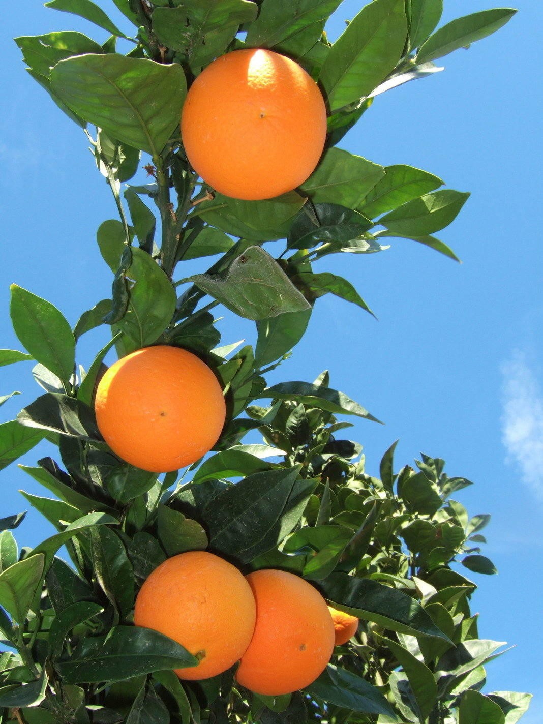 Sweet Oranges