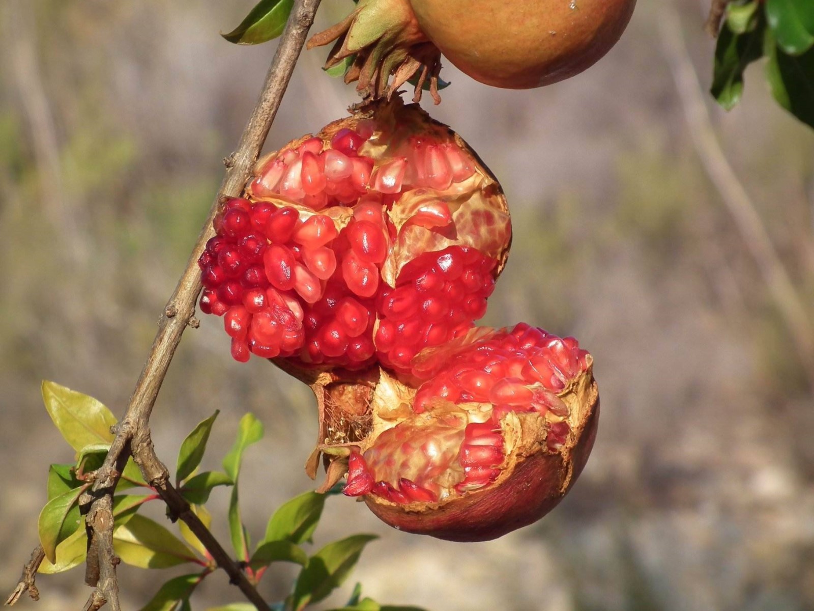 Pomegranate