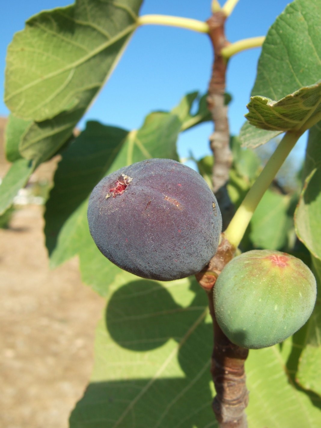 Figs