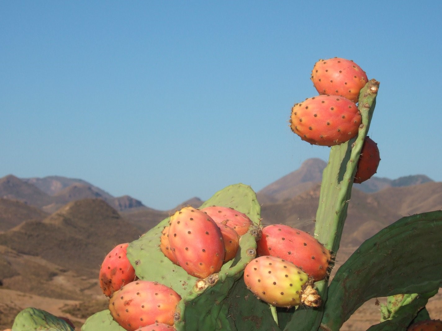 Prickly Pear