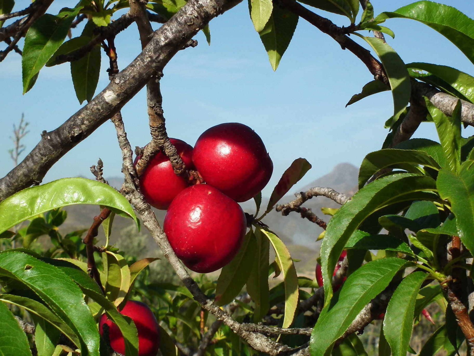 Juicy Plums