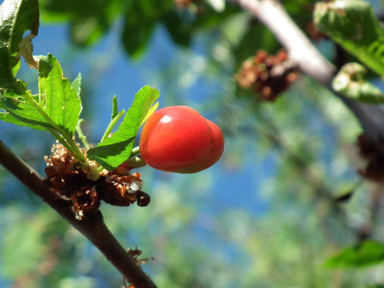 Ripe Cherry