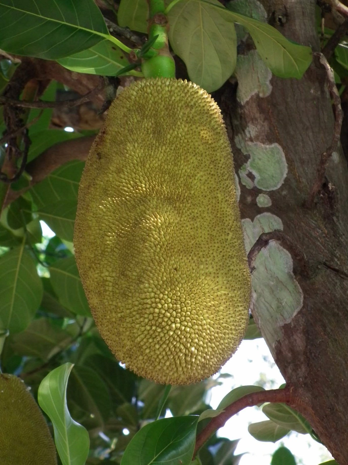 Jackfruit