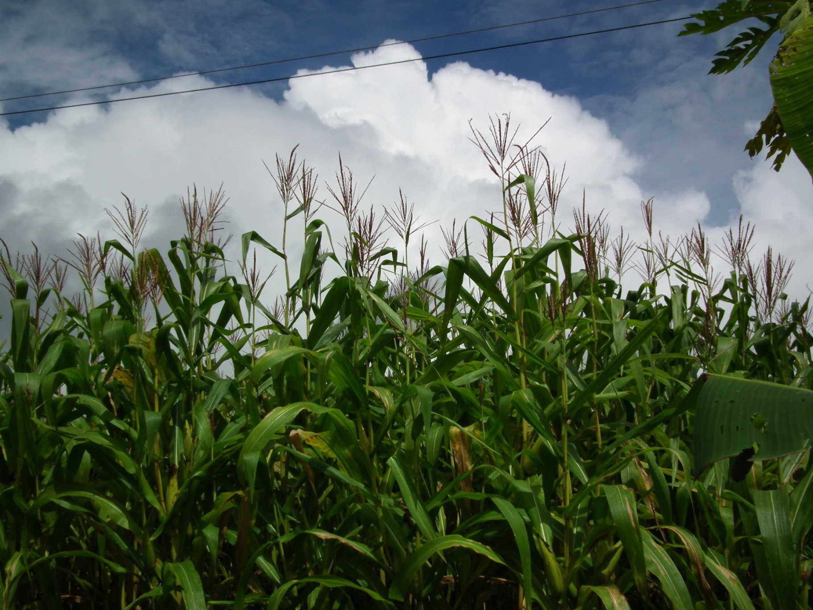 Sweetcorn Crops