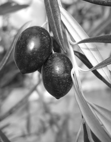 Black Olives