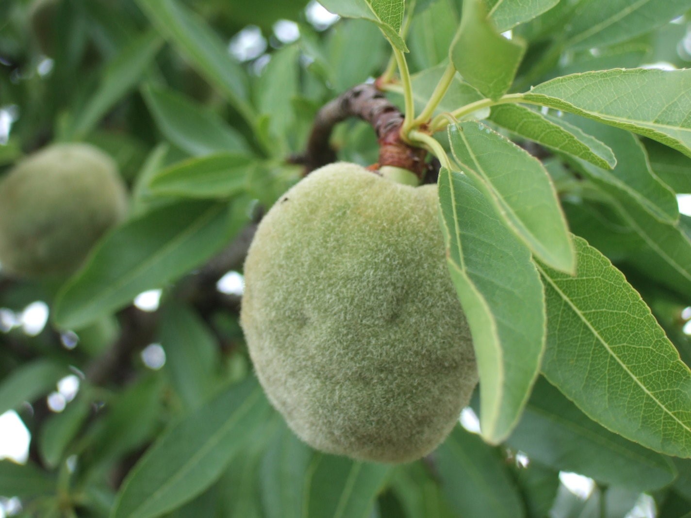 Fuzzy Almond
