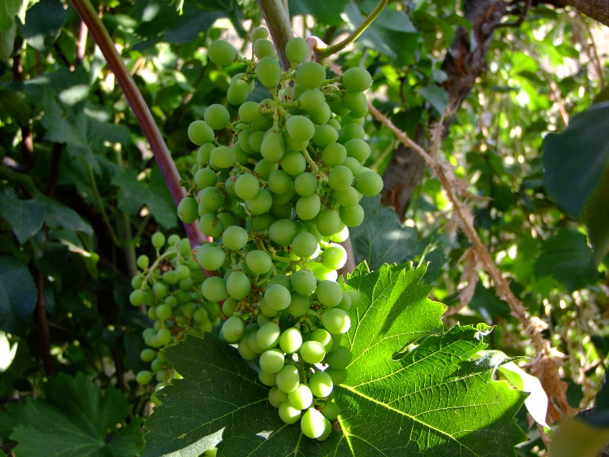 Green Grapes