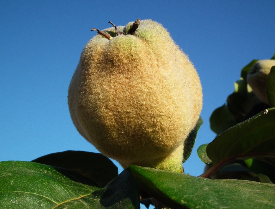 Quince Fruit
