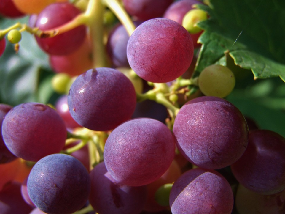 Red Grapes