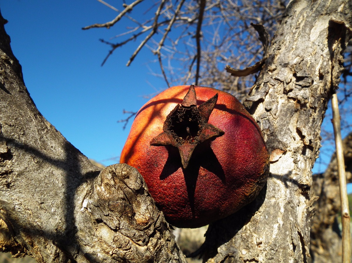 Pomegranate