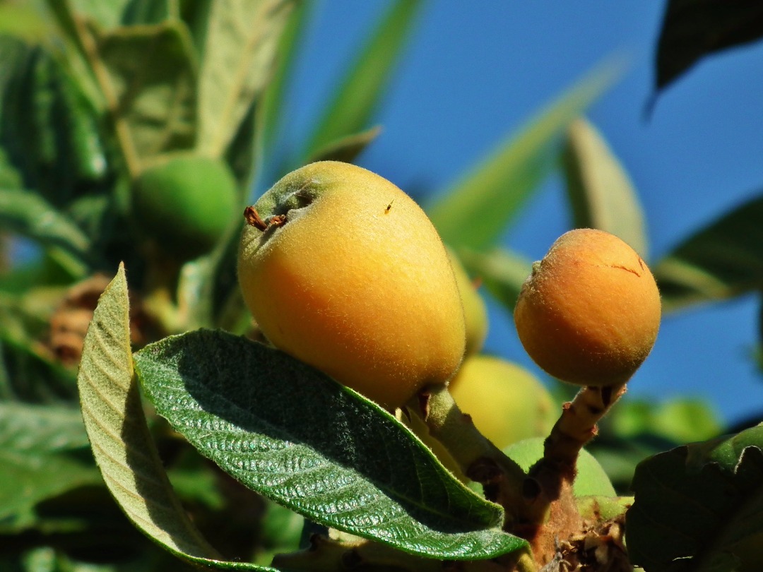 Loquat Fruit