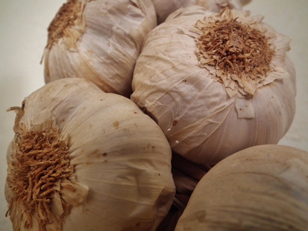 Garlic Bulbs