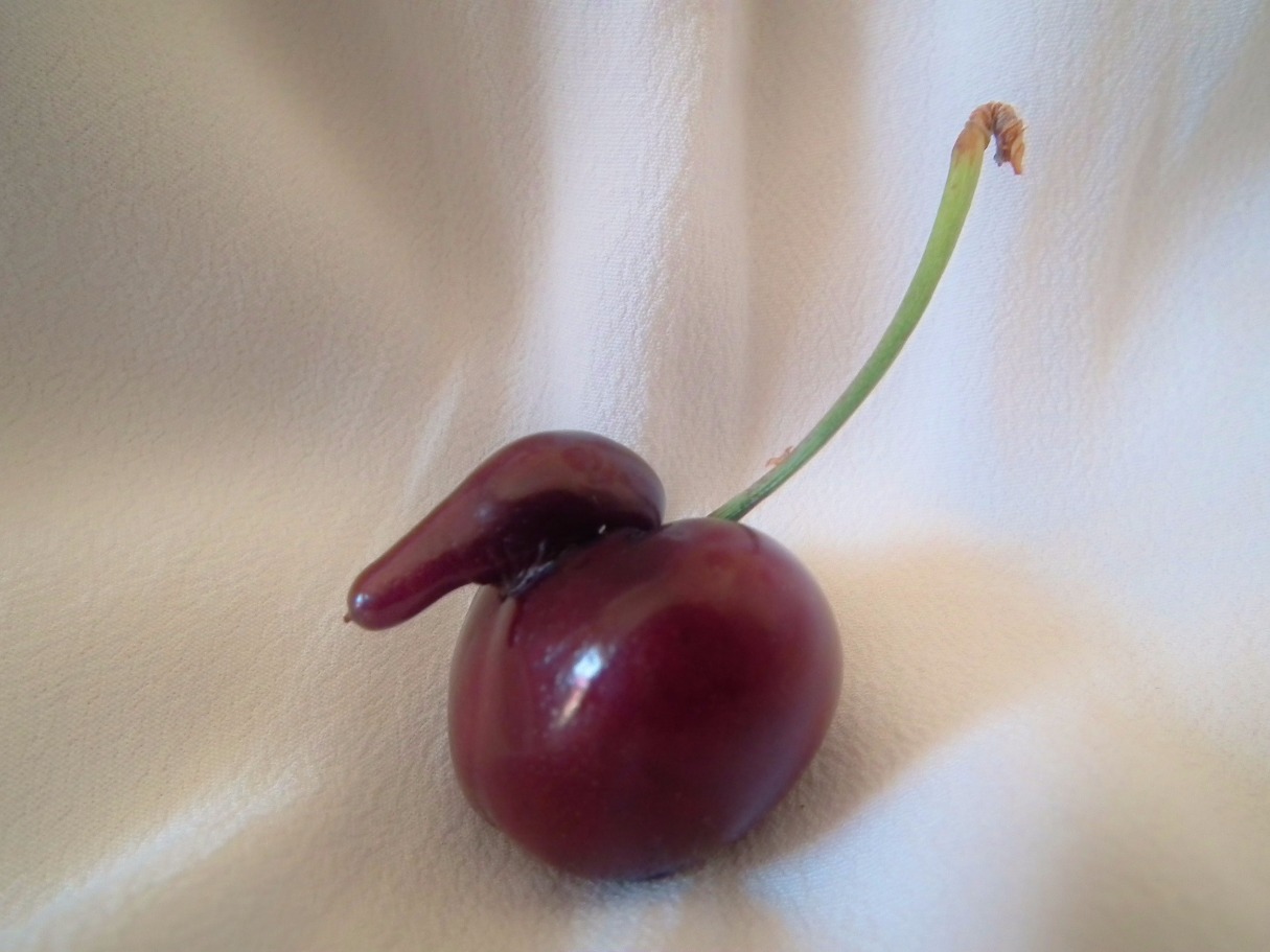 Cherry Duck