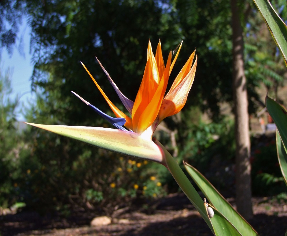 Birds Of Paradise