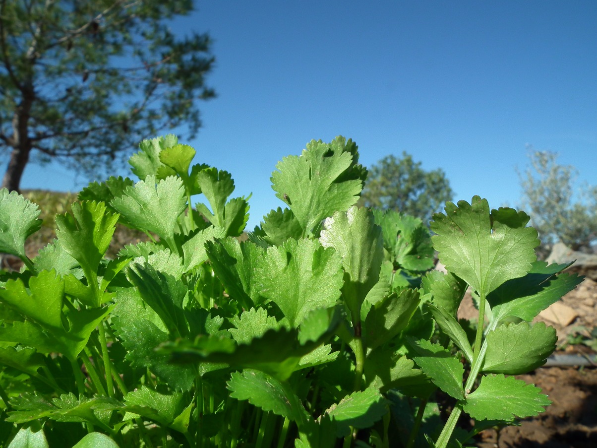 Fresh Coriander
